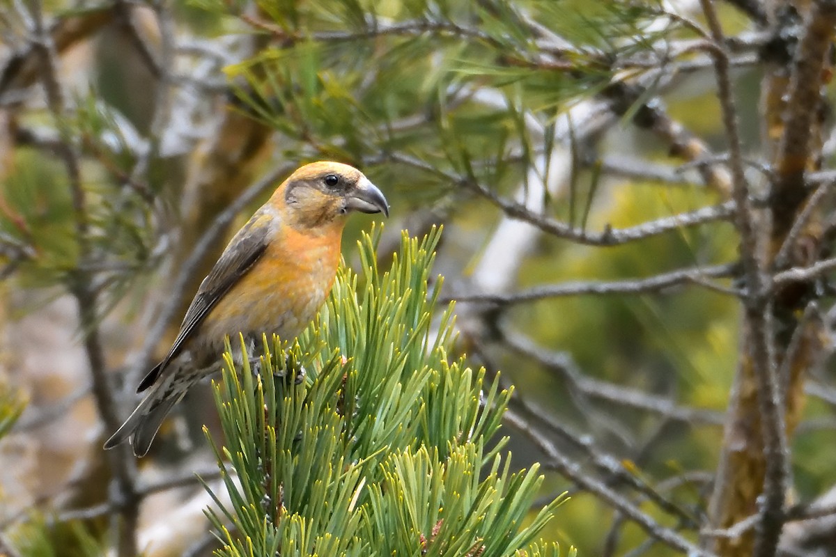 Red Crossbill - Mu Sano