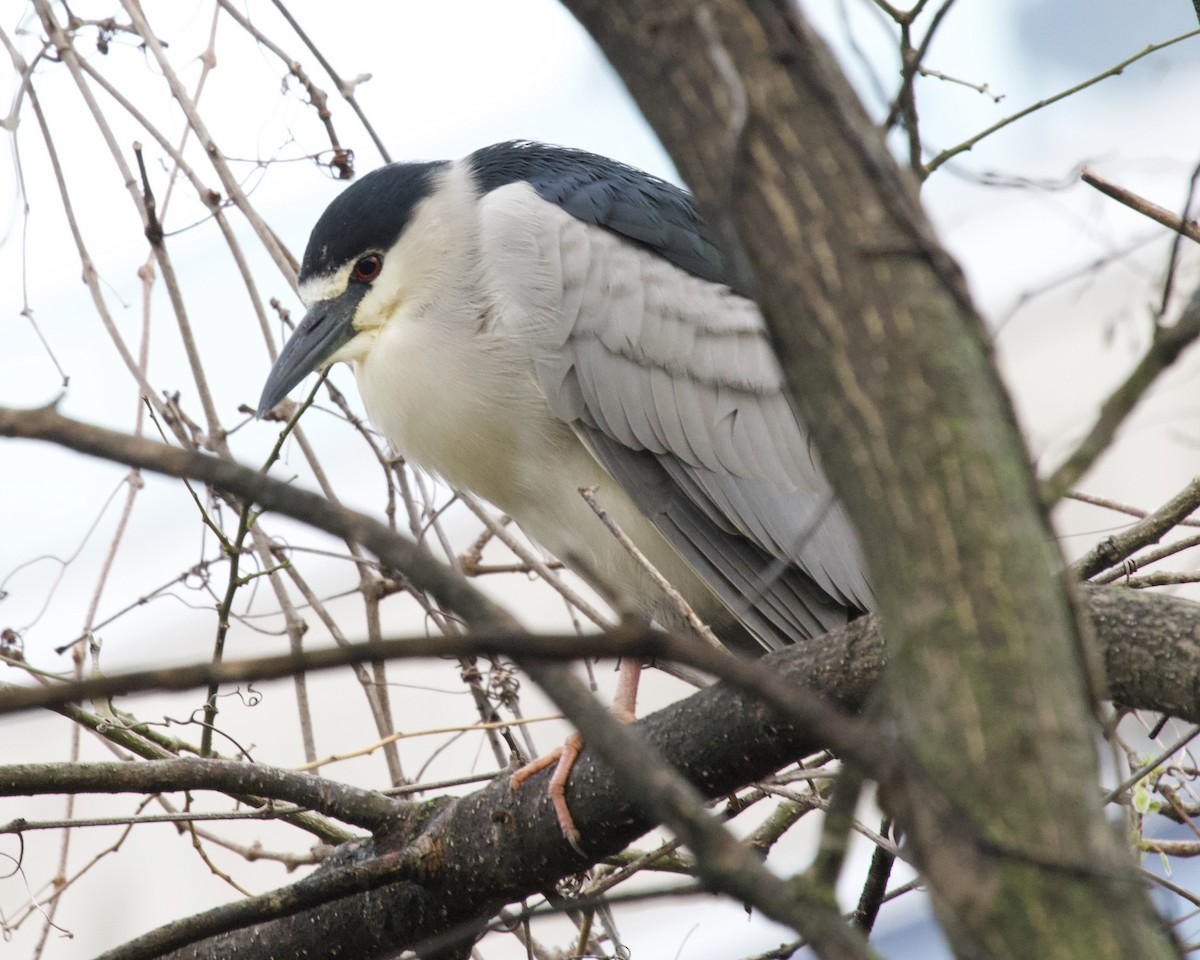 Black-crowned Night Heron - Daniel S.