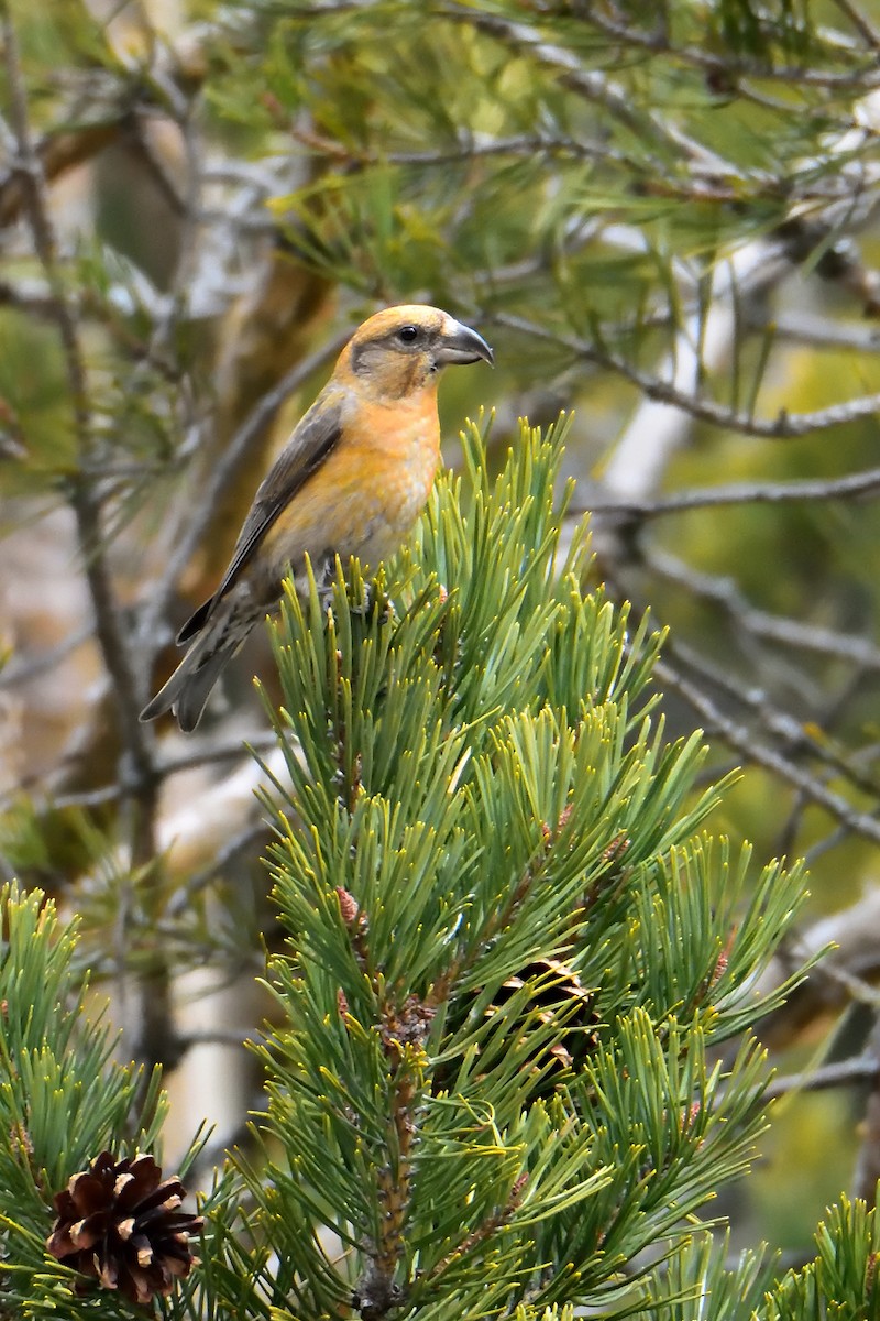 Red Crossbill - ML321829091