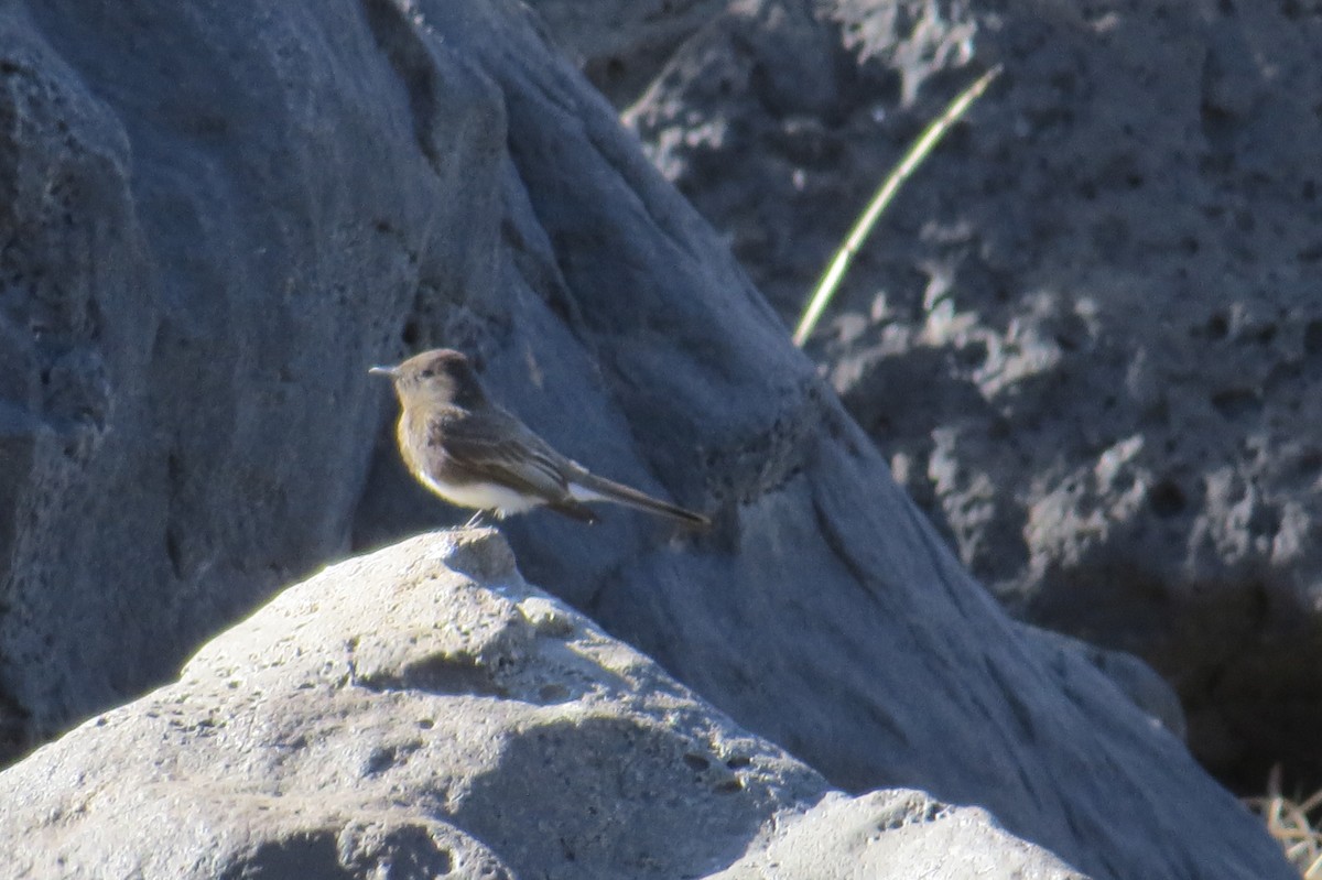 Black Phoebe - ML321829741