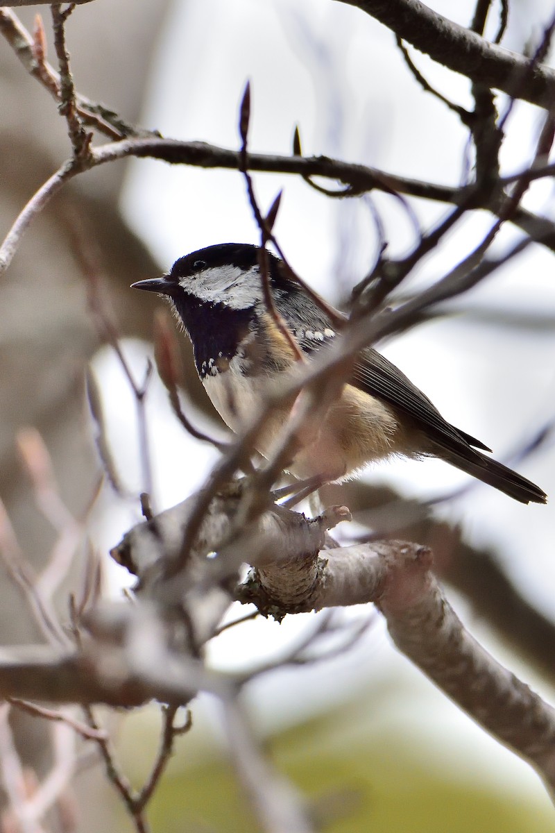 Coal Tit - ML321831411