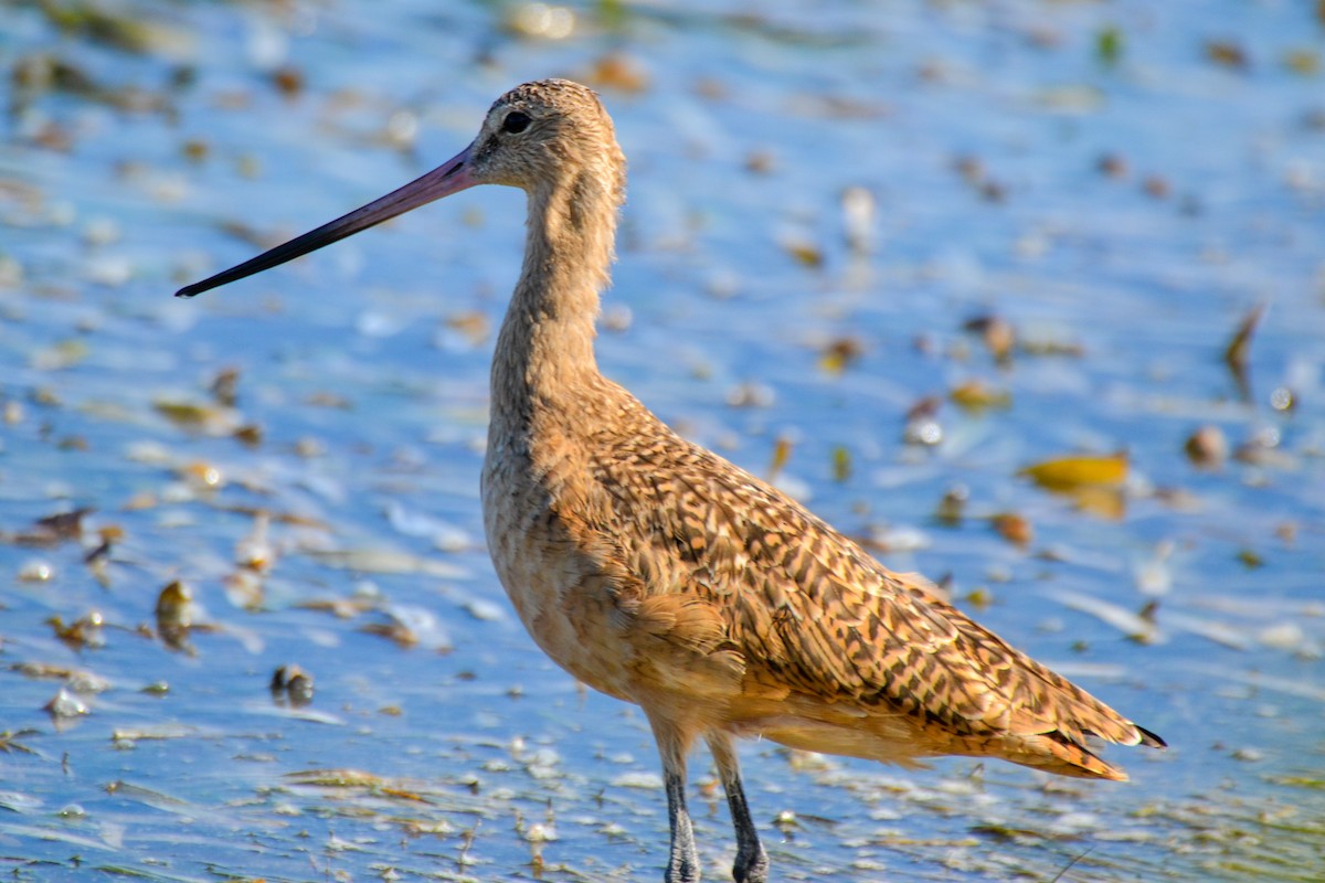 Marbled Godwit - ML32183181