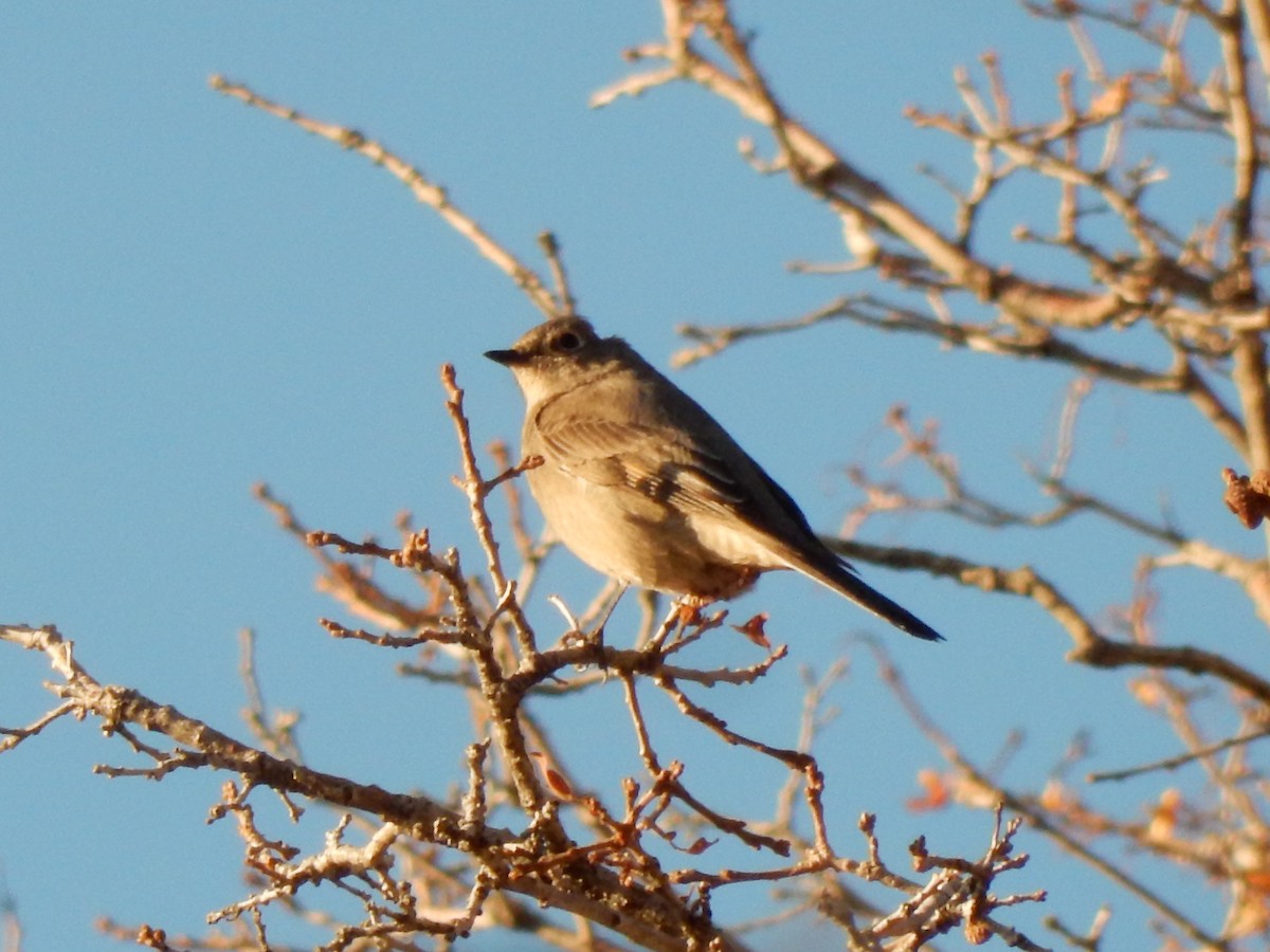 Townsend's Solitaire - J.A. Jensen