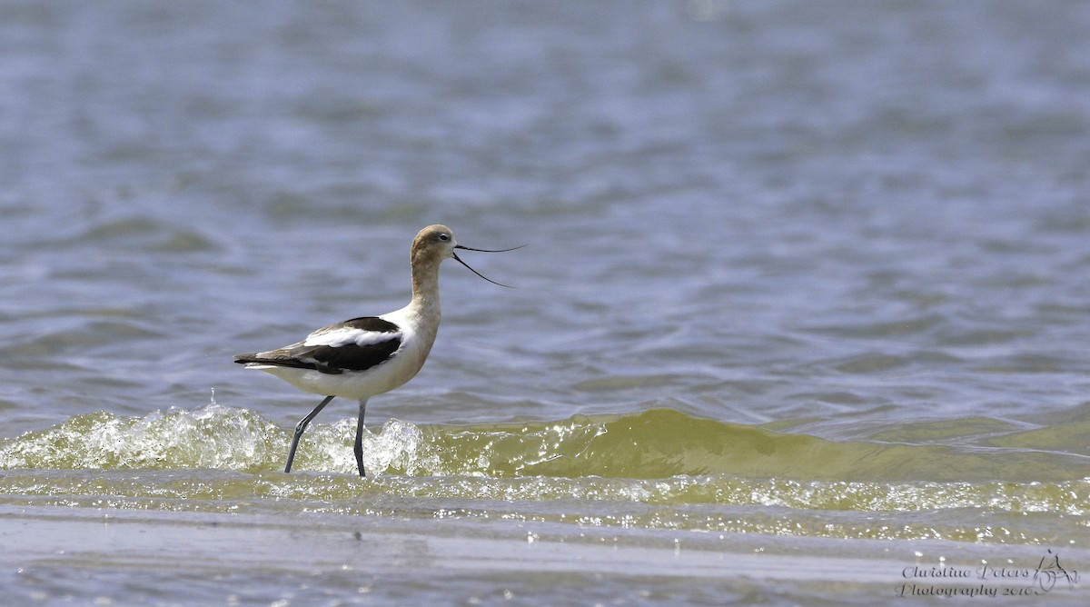 American Avocet - Christine Peters