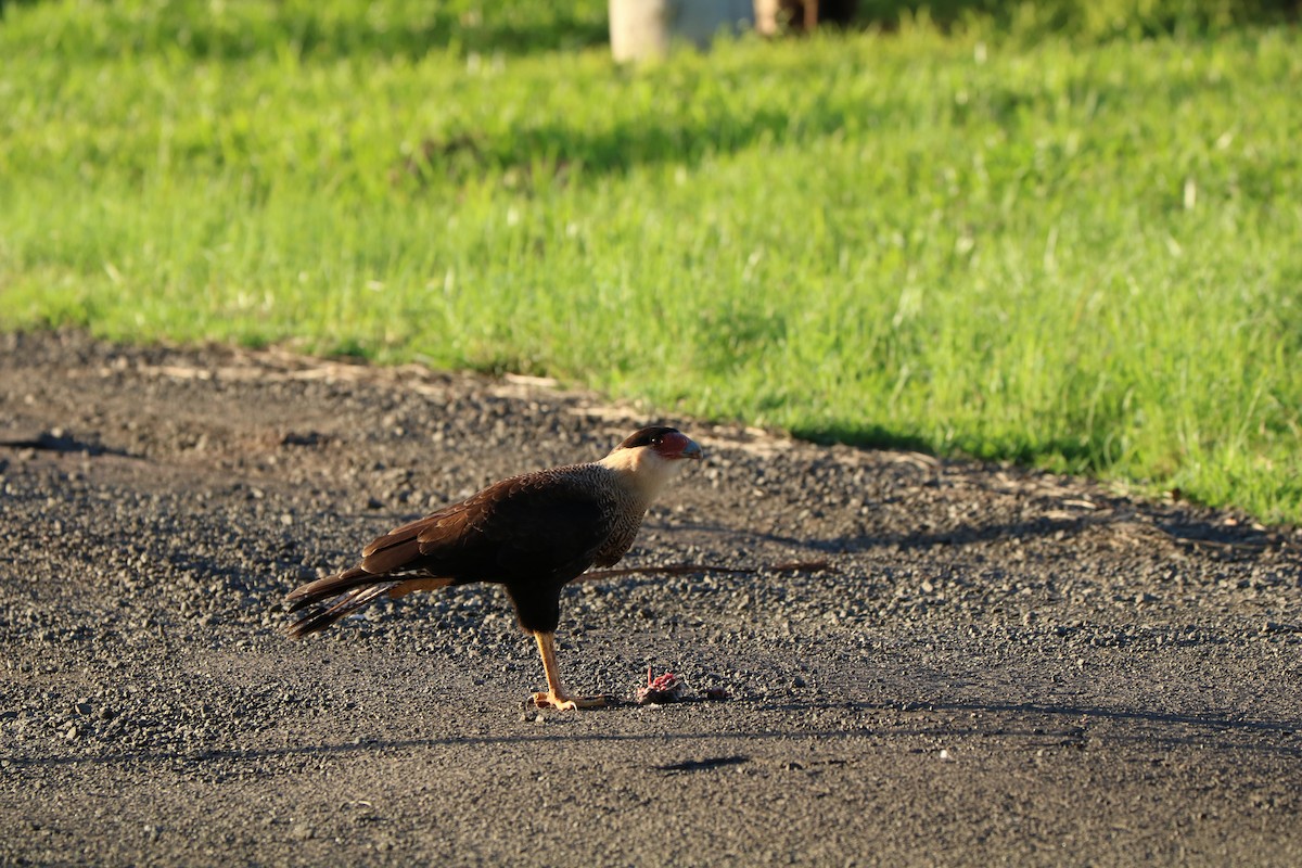 Crested Caracara (Southern) - ML321834191