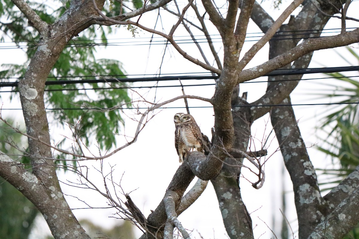 Burrowing Owl - ML321835061