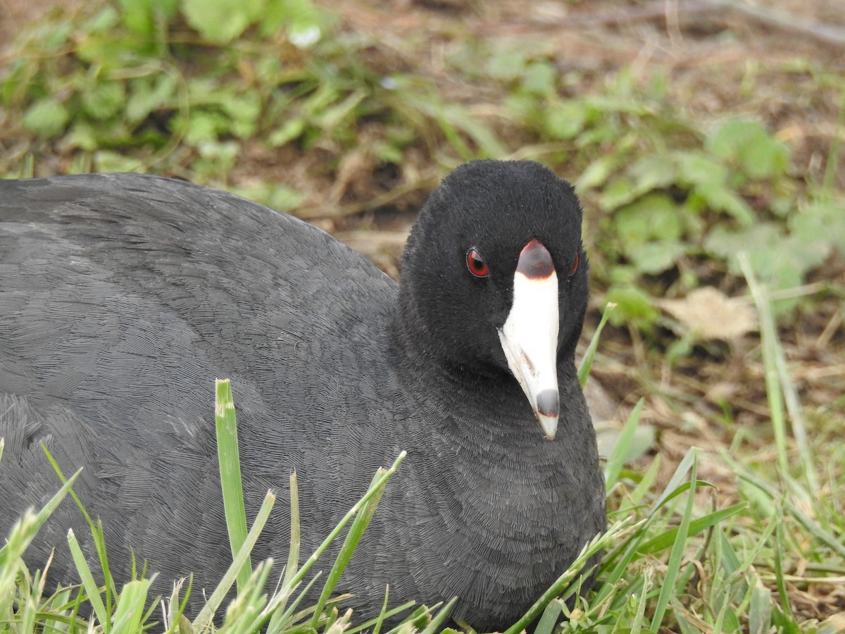 American Coot (Red-shielded) - bob butler