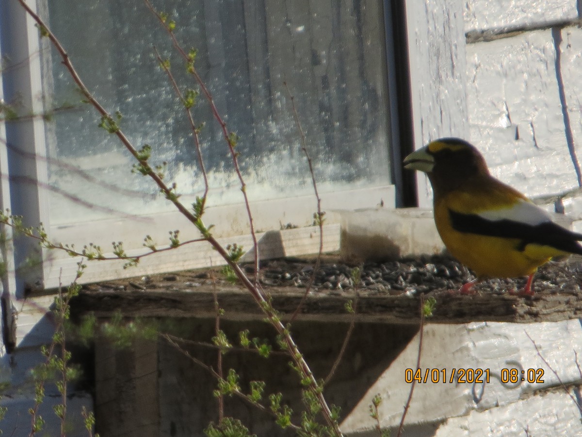 Evening Grosbeak - ML321837431