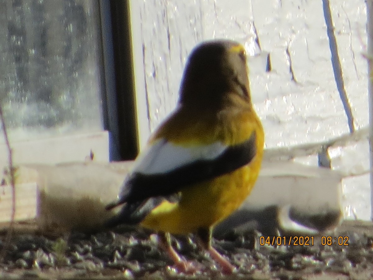 Evening Grosbeak - ML321837451