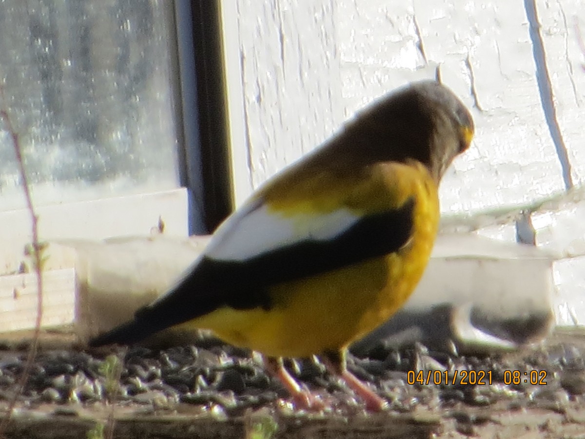 Evening Grosbeak - ML321837461