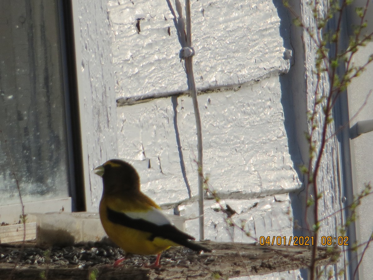 Evening Grosbeak - ML321837481