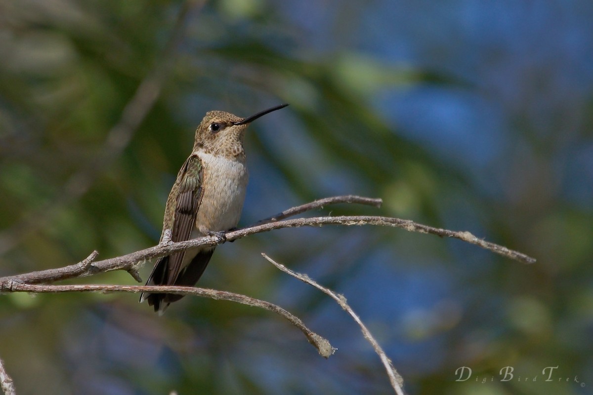 Black-chinned Hummingbird - DigiBirdTrek CA