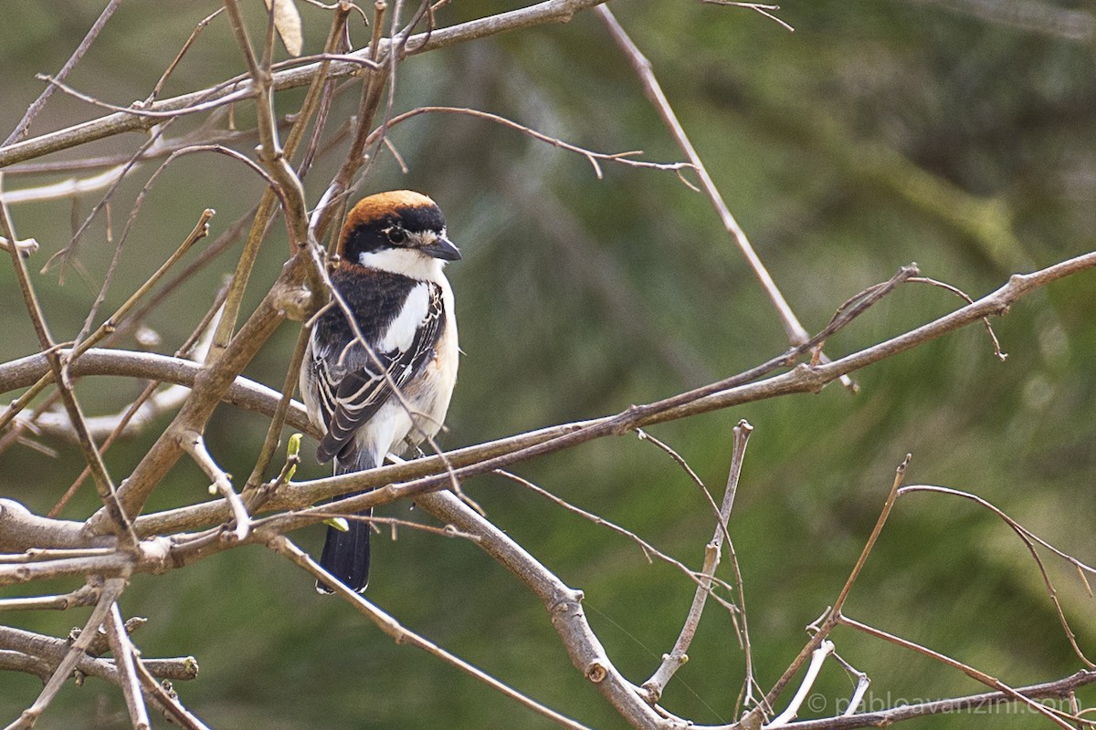 Woodchat Shrike - Pablo Avanzini