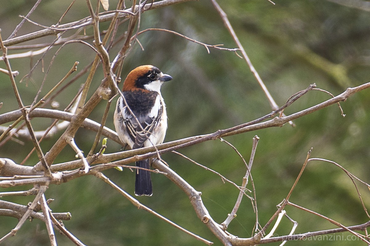 Woodchat Shrike - ML321838291