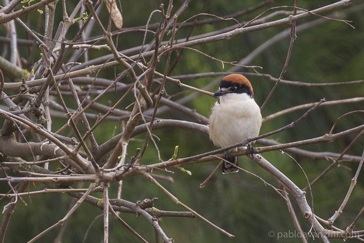Woodchat Shrike - ML321838321