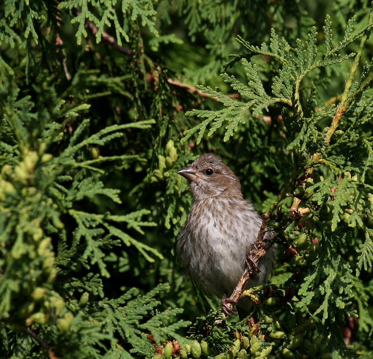 Purple Finch - ML32183931