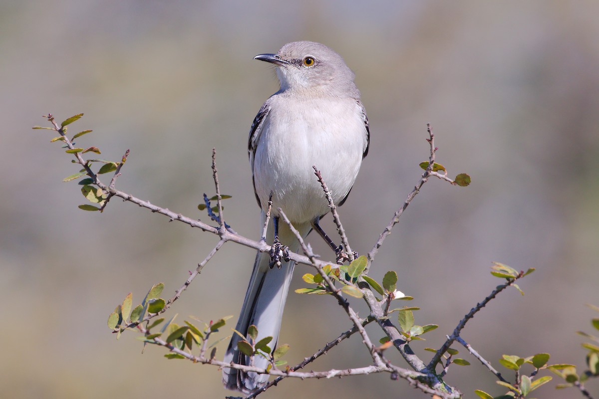 Northern Mockingbird - ML321839311