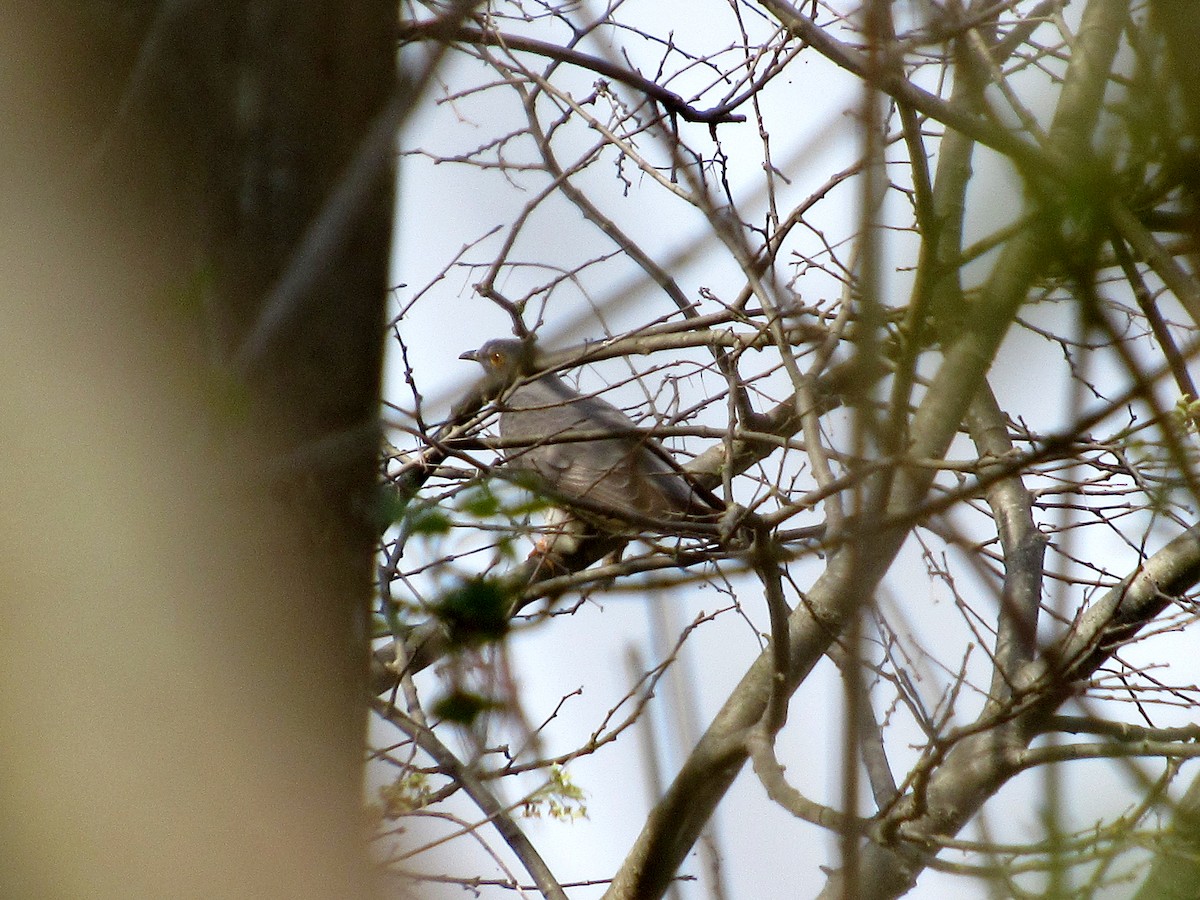 Common Cuckoo - ML321839421