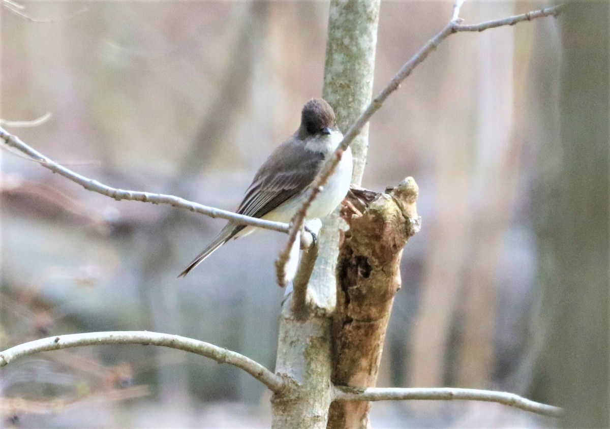 Eastern Phoebe - ML321841311