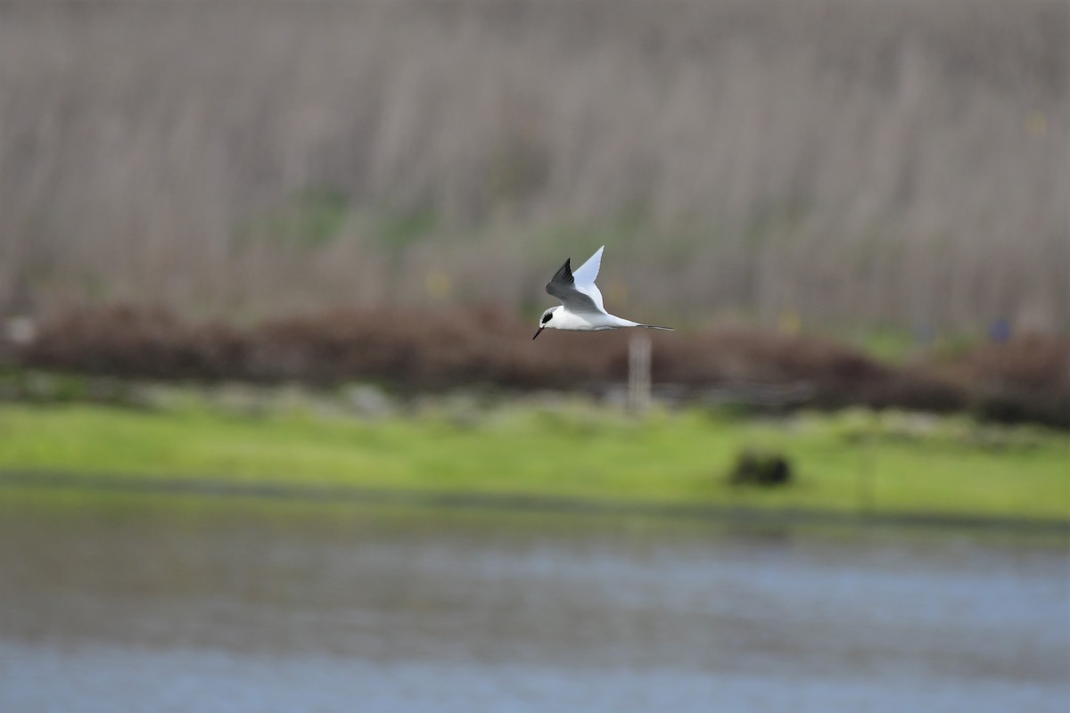 Forster's Tern - ML321842891