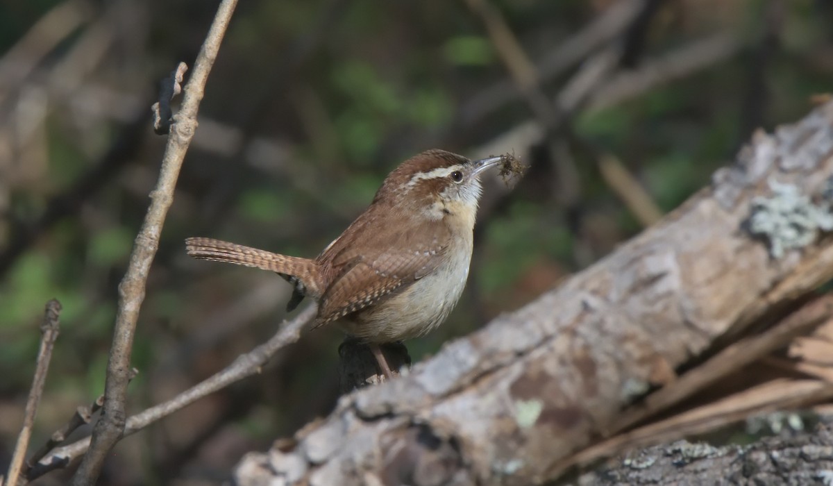 Carolina Wren - Richard Snow