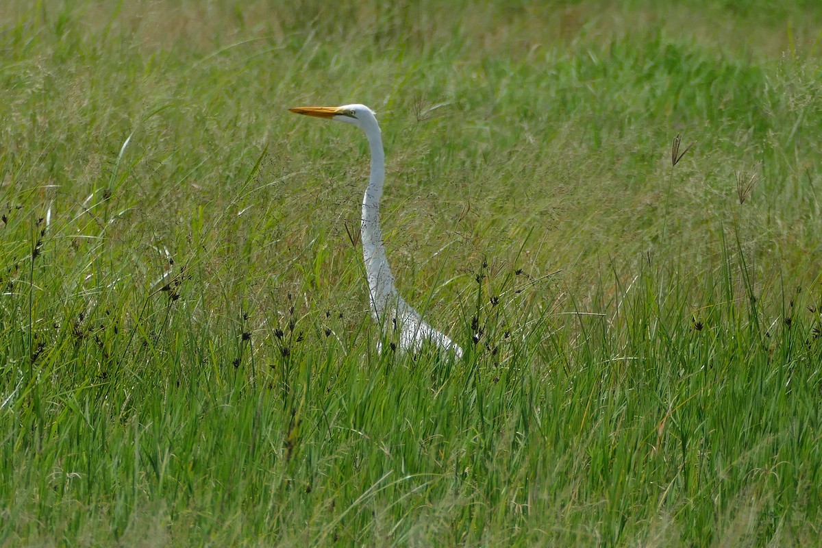 Great Egret - ML321843661