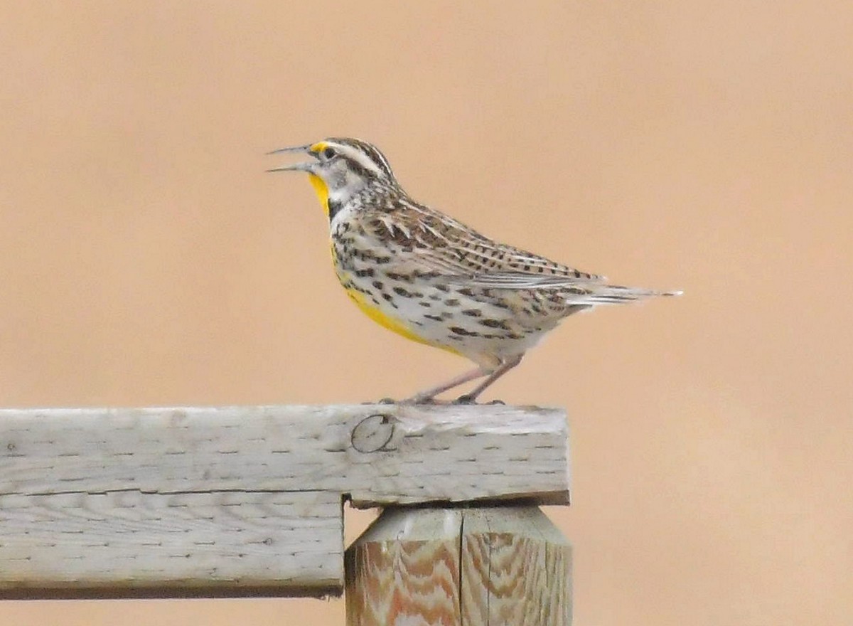 Western/Eastern Meadowlark - ML321844261