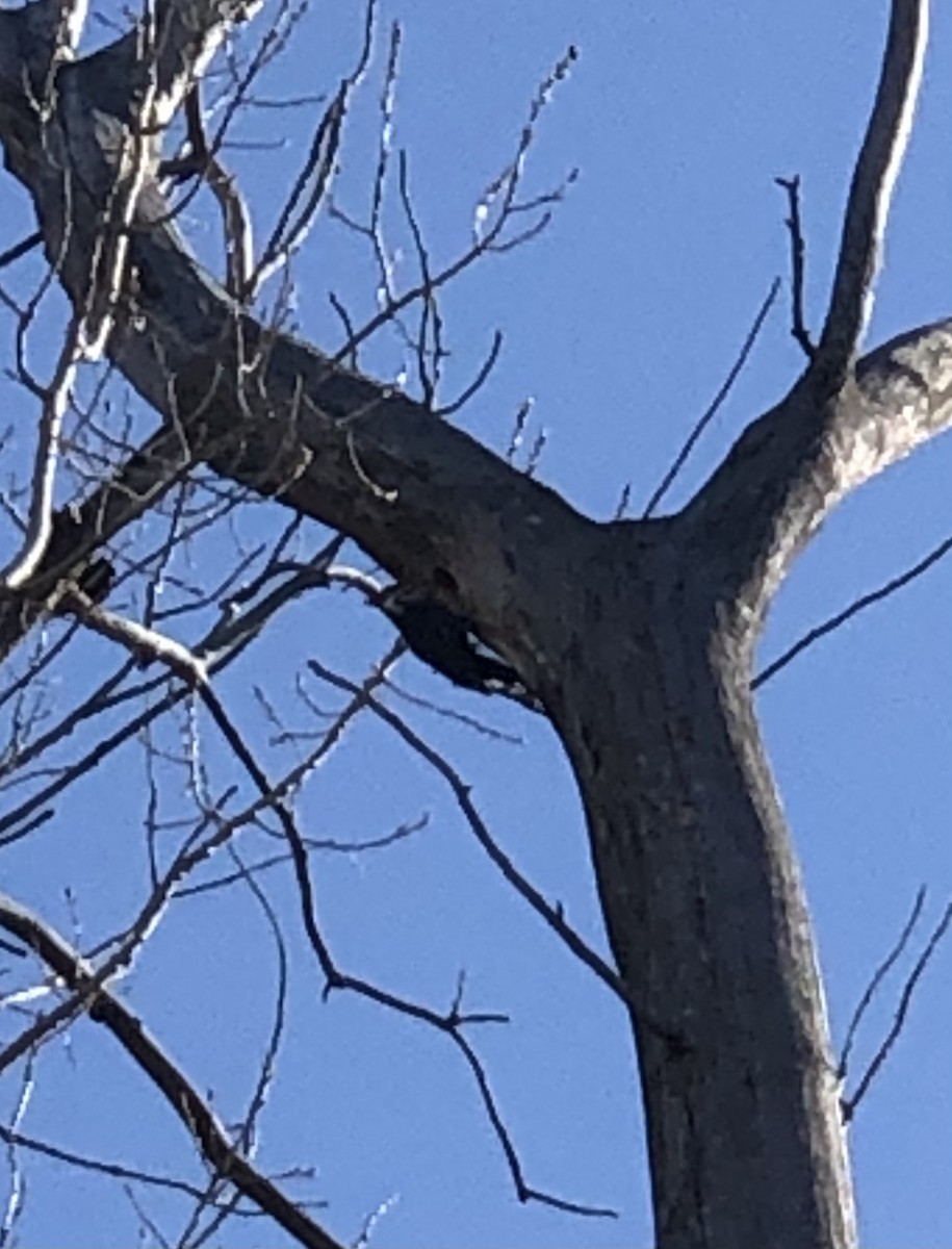 Pileated Woodpecker - ML321845121