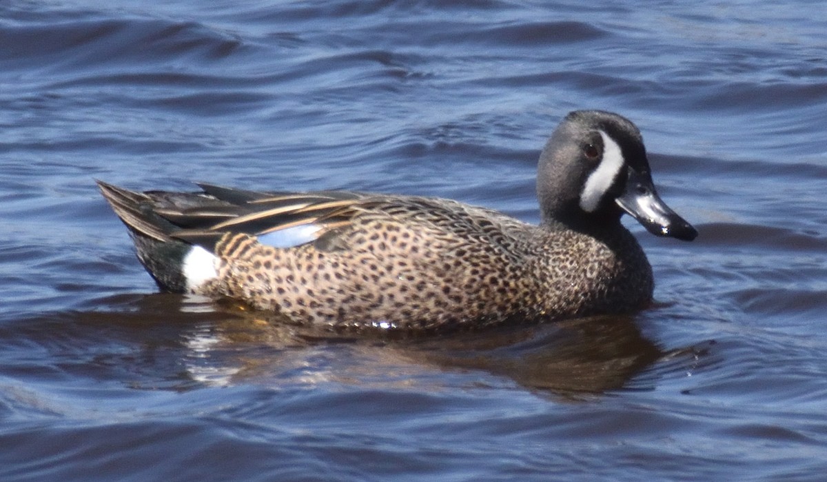 Blue-winged Teal - Richard Butler