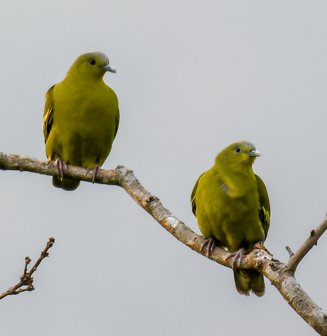 Gray-fronted Green-Pigeon - ML321846301