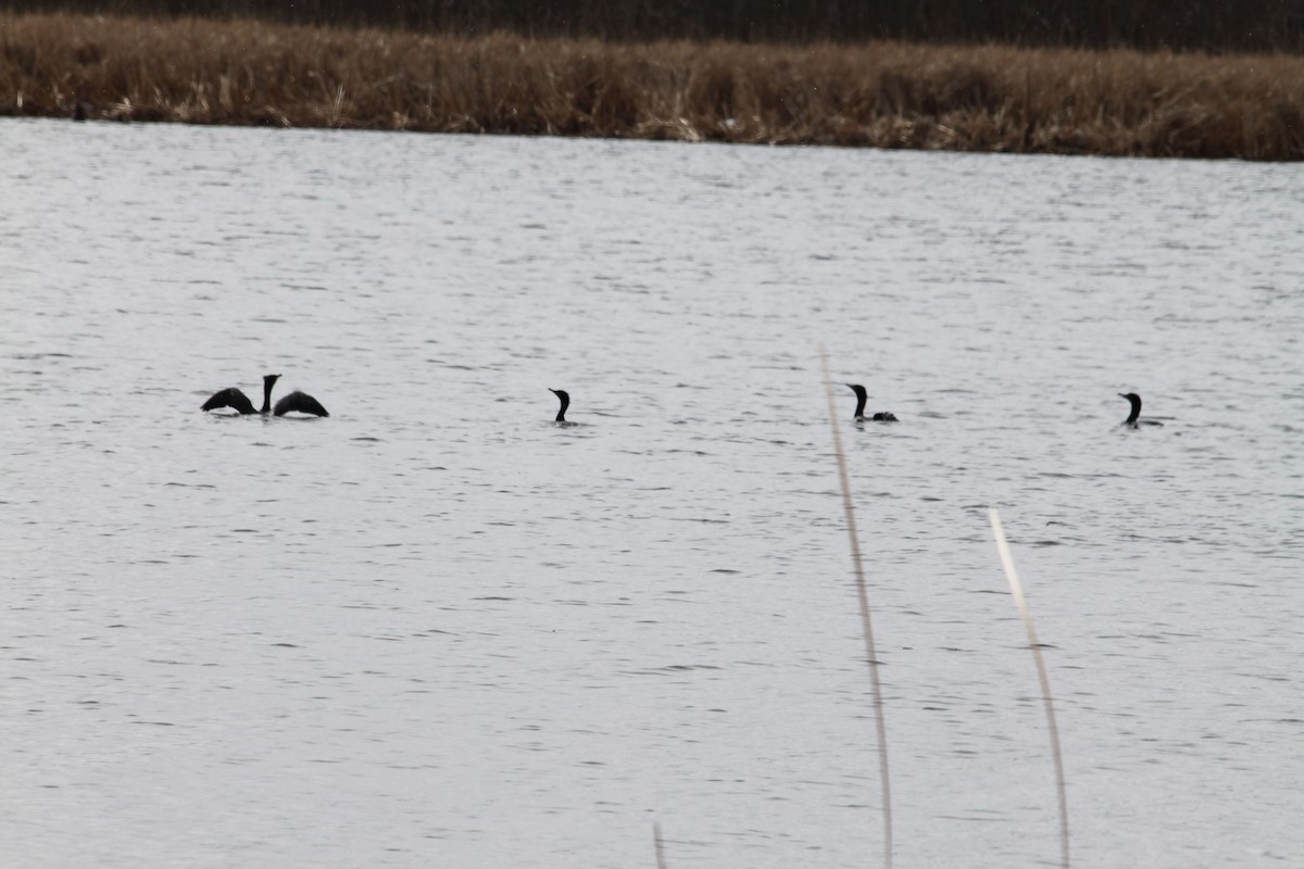 Double-crested Cormorant - ML321846891