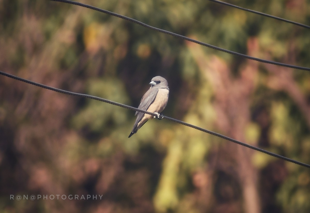 Ashy Woodswallow - ML321847821