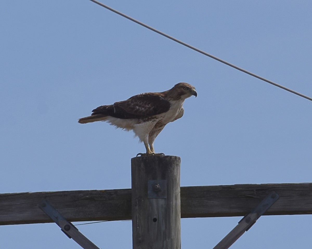 Red-tailed Hawk - ML321850681