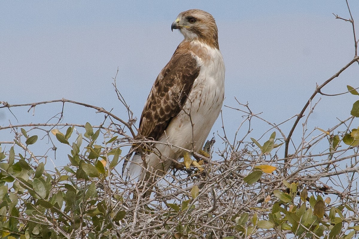 Red-tailed Hawk - ML321851171