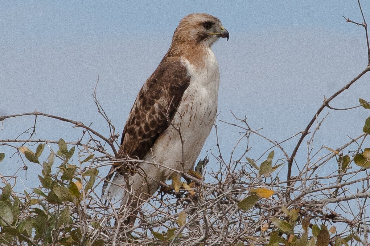 Red-tailed Hawk - ML321851191