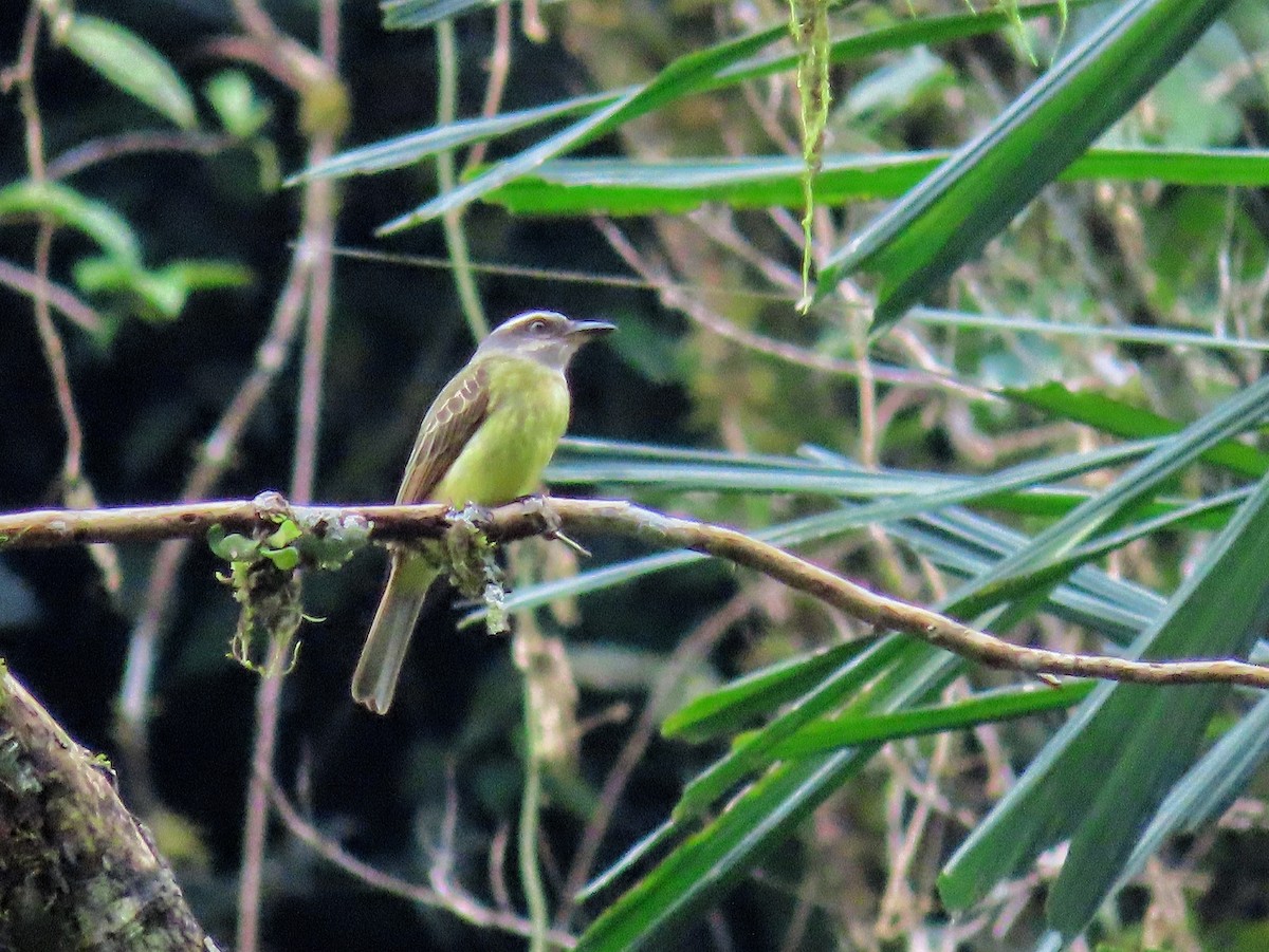 Golden-crowned Flycatcher - ML321852291