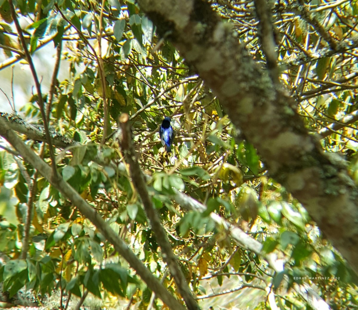 Red-legged Honeycreeper - ML321855241