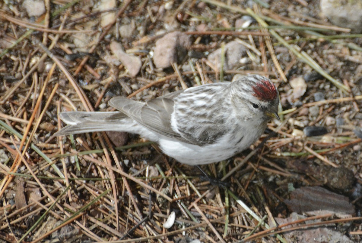 Redpoll (Hoary) - Joanie & Mark Hubinger
