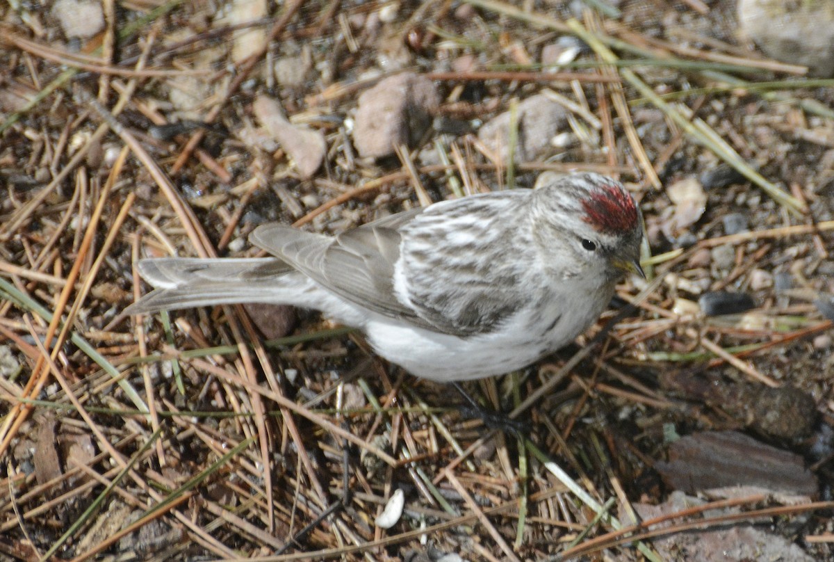 Hoary Redpoll - Joanie & Mark Hubinger