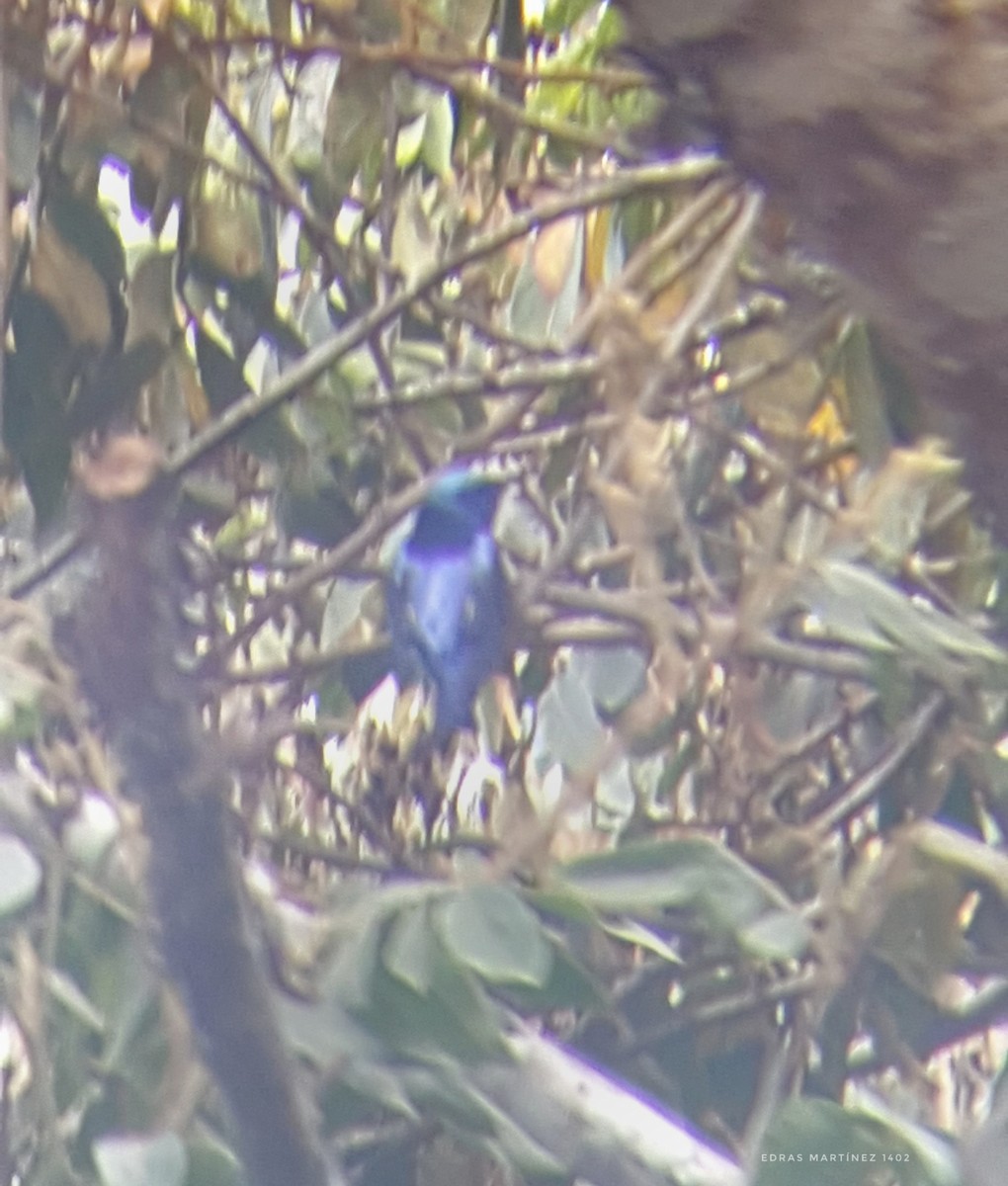 Red-legged Honeycreeper - ML321855441