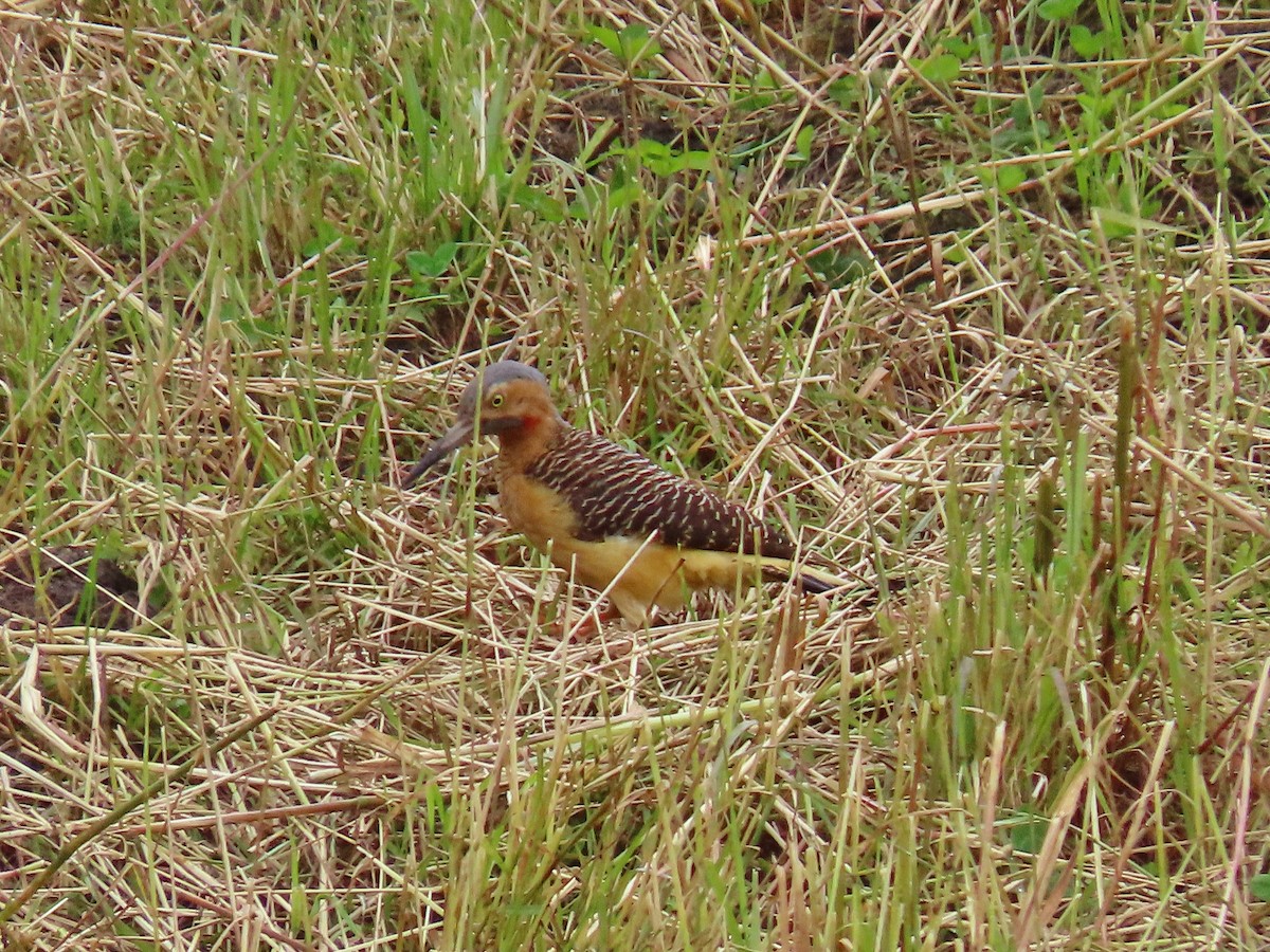 Andean Flicker - ML321855491