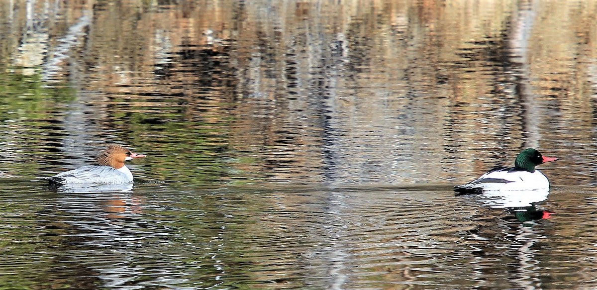 Common Goldeneye - ML321855761