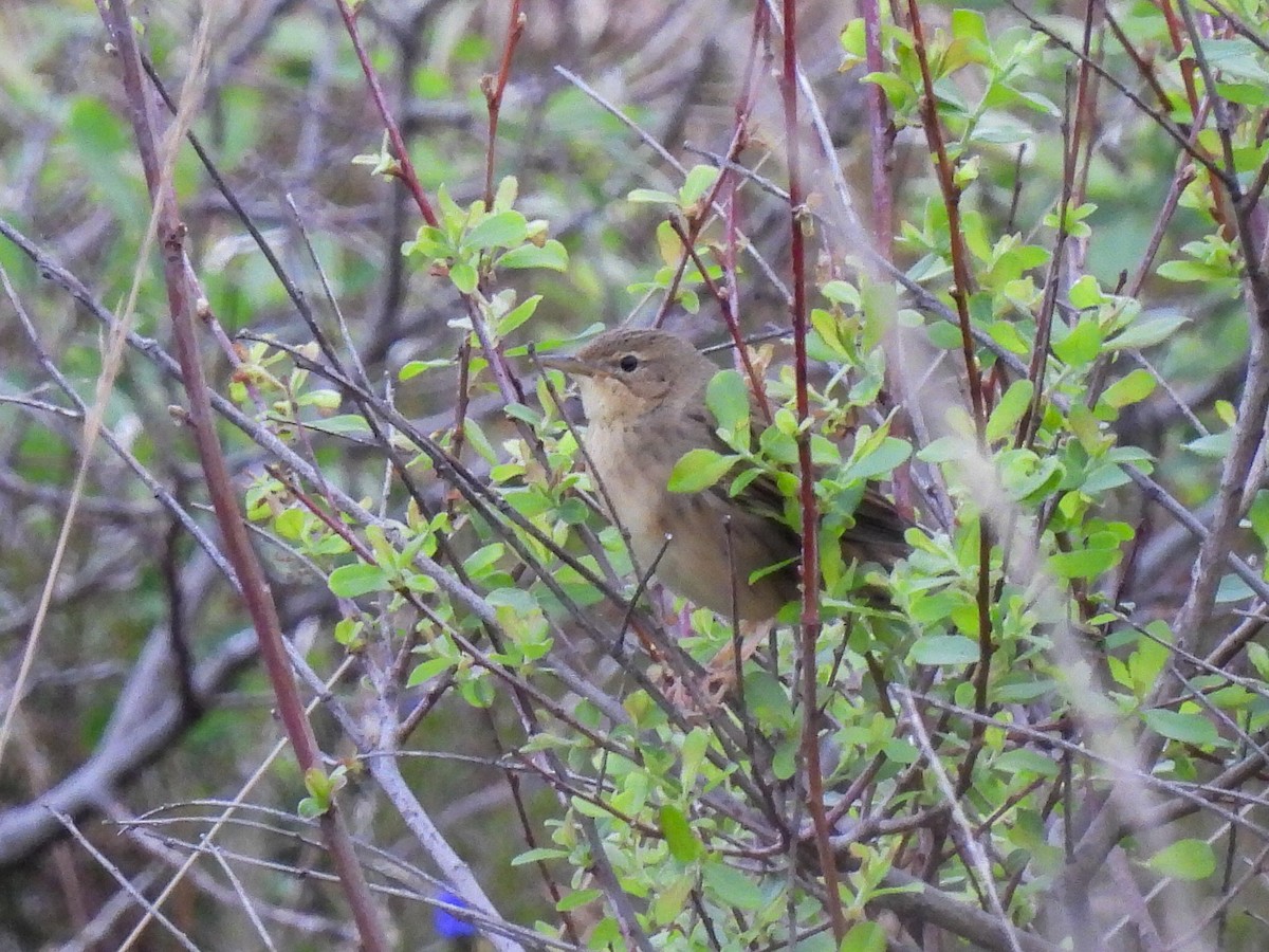 Common Grasshopper Warbler - ML321856101