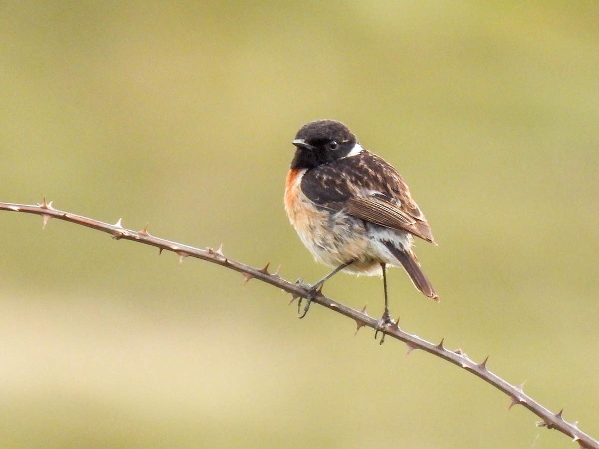 European Stonechat - ML321856141