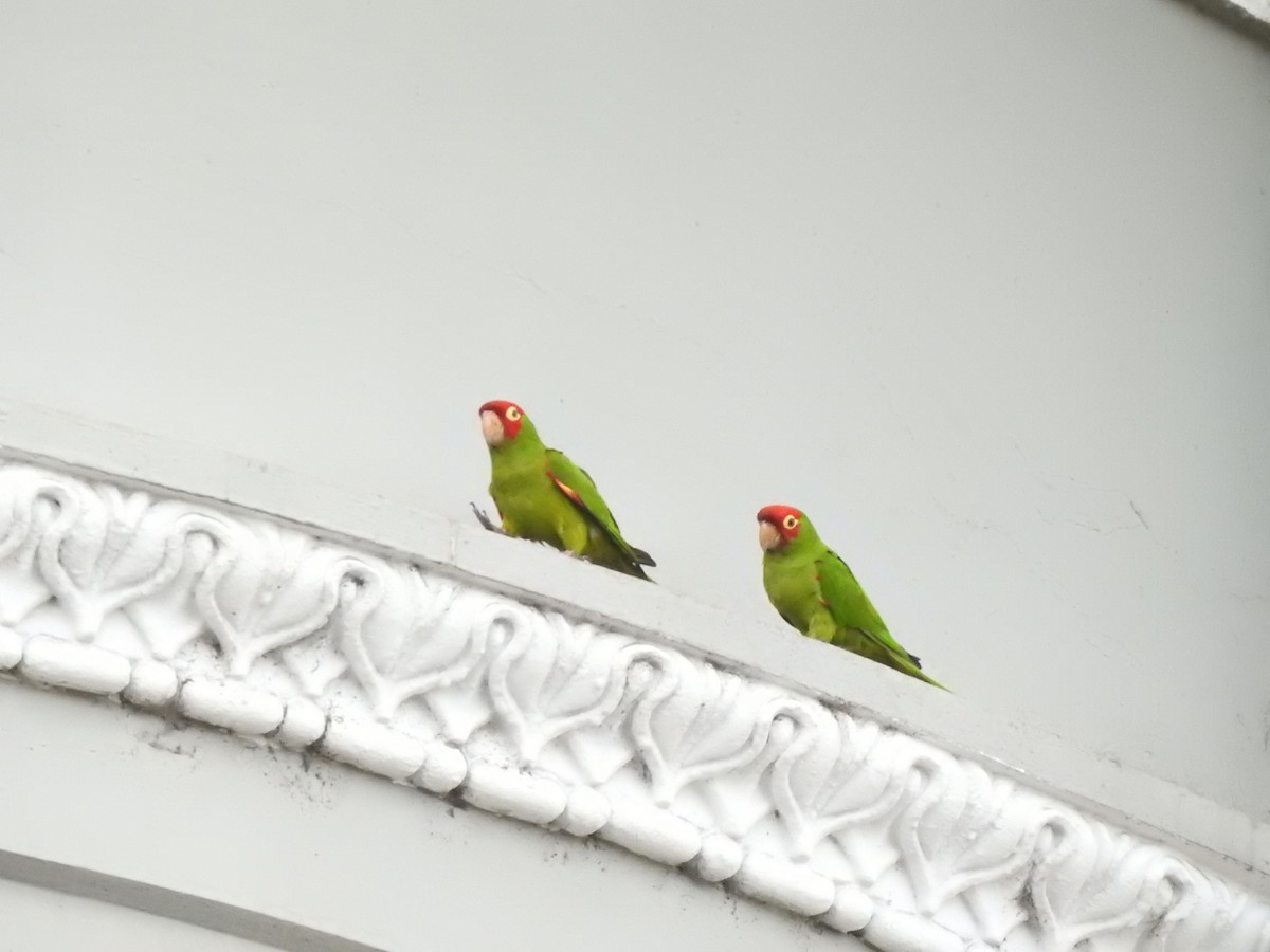 aratinga červenolící - ML321856181