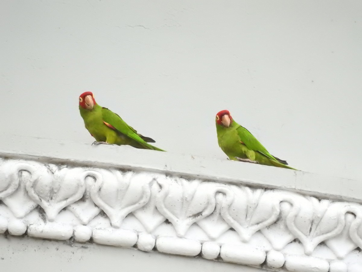 aratinga červenolící - ML321856191