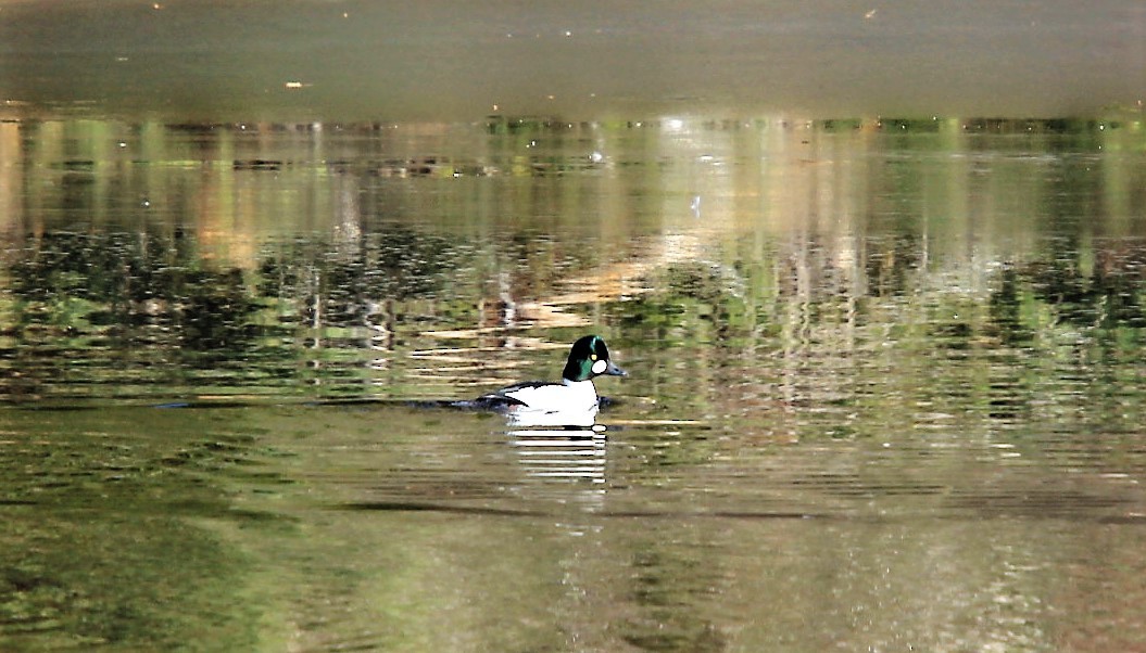 Common Goldeneye - ML321856201