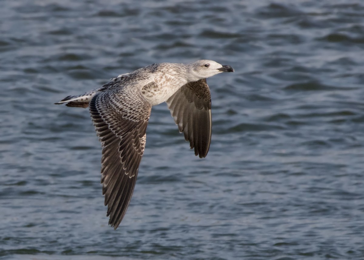 Great Black-backed Gull - ML321860071