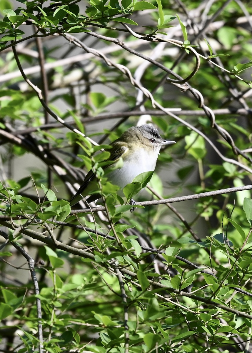 rødøyevireo - ML321865031