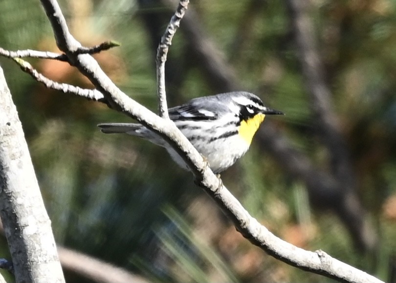 Yellow-throated Warbler - ML321865551